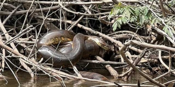 stunning photos of the worlds largest anaconda found in south america 135586