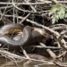 stunning photos of the worlds largest anaconda found in south america 135586