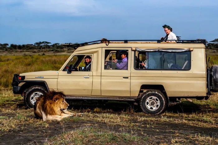 Lions are the only felines that live in groups