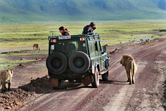 All female lions in a pride are typically related