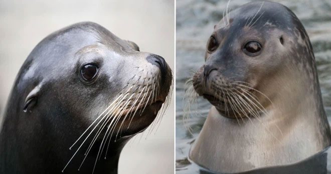 Sea Lions and Seals