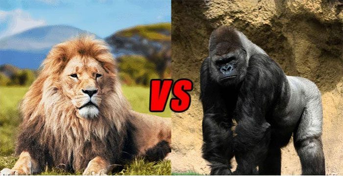 Lions rarely hunt gorillas because they usually do not live in the same areas.