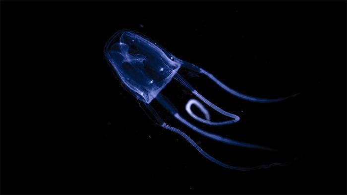 Irukandji Jellyfish