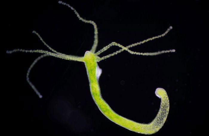 Hydra Jellyfish