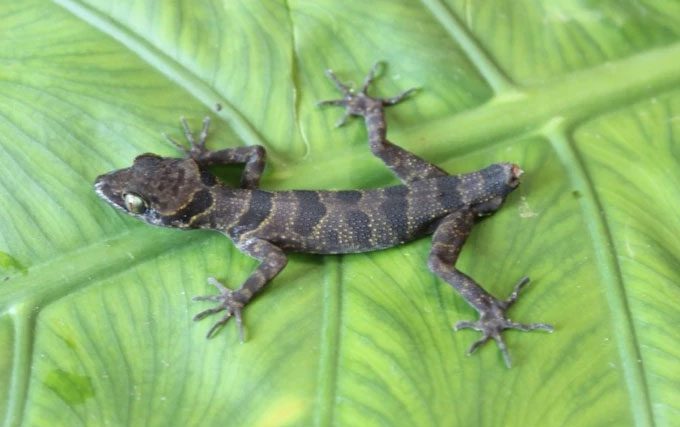 Hang Va Gecko, a new species in Phong Nha - Ke Bang.