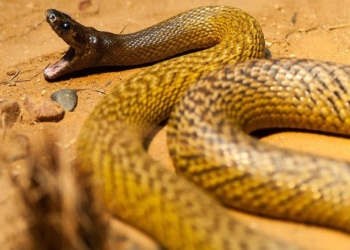 taipan local species snake with poison kills 100 people at once 75559