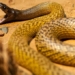 taipan local species snake with poison kills 100 people at once 75559