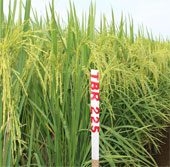 thai binh introducing two new high yield rice varieties 48979