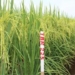 thai binh introducing two new high yield rice varieties 48979