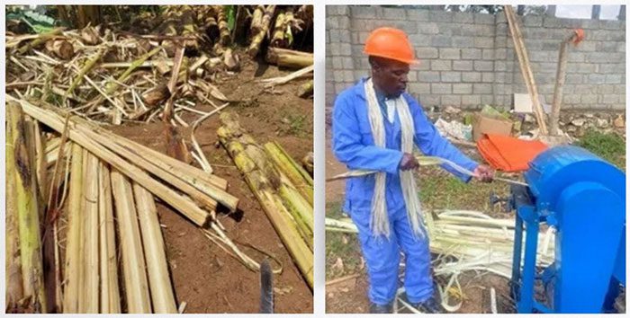 Processed banana stems for wigs and hair extensions.