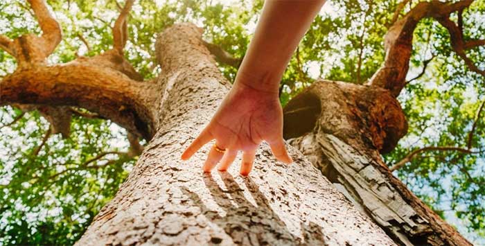 It is estimated that trees can absorb about 25 - 50 million tons of methane in the atmosphere each year