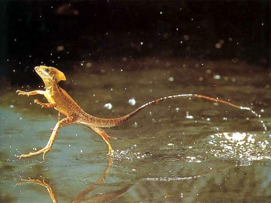 4 amazing animals that can run on water