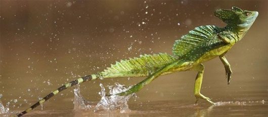 4 amazing animals that can run on water