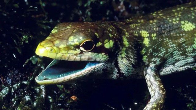 New Guinea Green Tree Lizard.