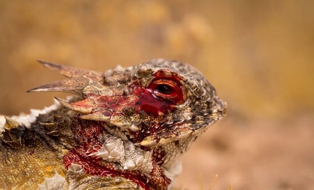 Horned lizard squirting blood to trick predators into thinking it is dead.