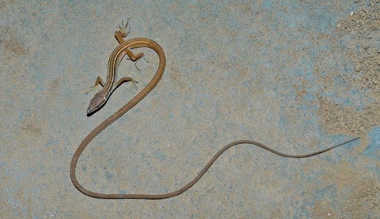 In Vietnam, there is a strange lizard species that has characteristics unlike any other lizard: their tails are six times longer than their body and head.