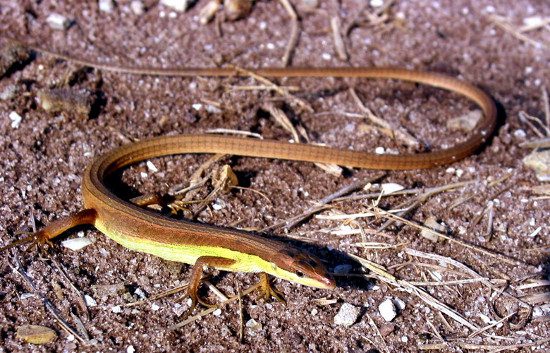 This is the Takydromus sexilineatus, a small lizard commonly found in grasslands and bushes.