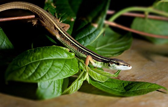 The long tail helps the Takydromus avoid falling while climbing slowly or moving quickly through tall grass or scattered branches.