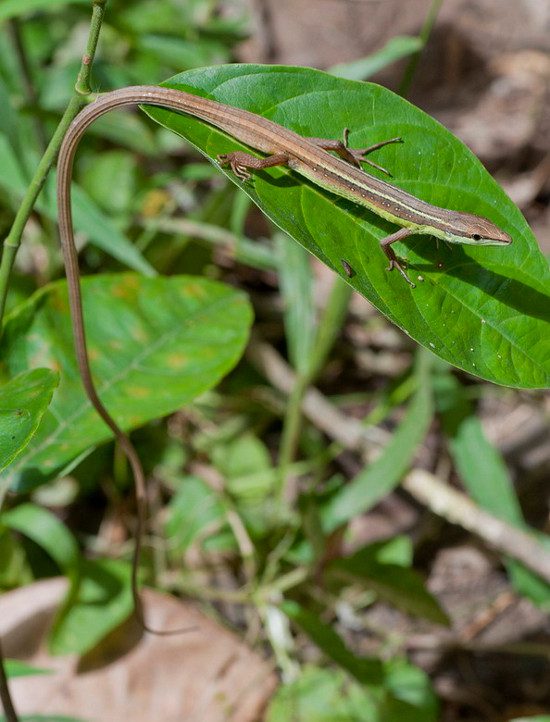 The Takydromus is a fairly common reptile in Vietnam, ranging from the northern mountainous provinces to the southeastern region.