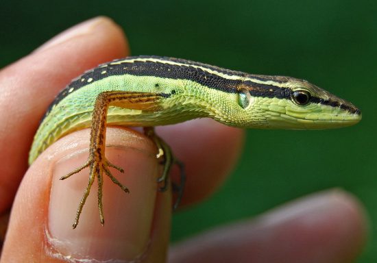 However, in Europe and America, many people keep Takydromus as ornamental pets due to their beautiful colors and unique long tails.