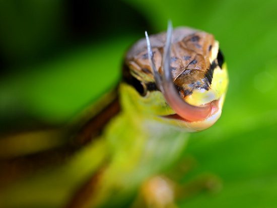 This species of reptile is relatively easy to care for, feeding on small insects like mosquitoes.