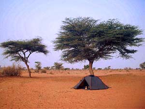 thaonguyen steppe