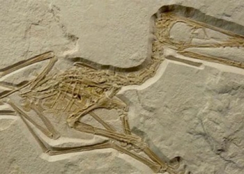 the 150 million year old monster appears in germany 135980