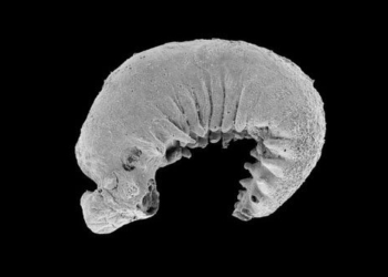 the appearance of a 520 million year old complete brain in china 135959