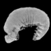 the appearance of a 520 million year old complete brain in china 135959