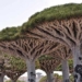 the beautiful wildness of socotra island 28400