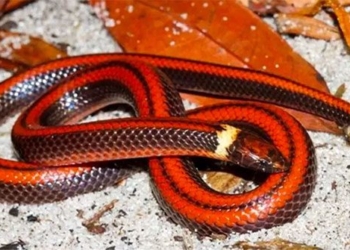 the bright beauty of the red banded snake only 3 remaining specimens 120663