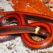 the bright beauty of the red banded snake only 3 remaining specimens 120663