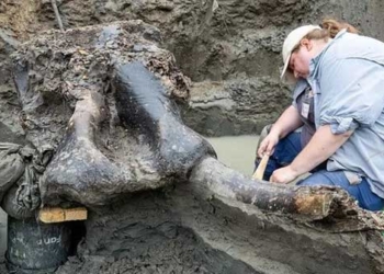 the discovery of the giant saber toothed tiger bone 13 600 years old 136277