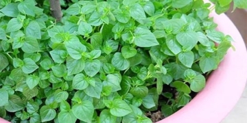 the lesser known benefits of dandelion greens 117622