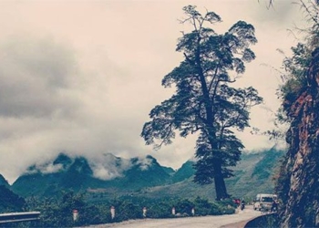 the most beautiful lonely tree in vietnam is century old with 5 people cannot wrap 128239