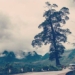 the most beautiful lonely tree in vietnam is century old with 5 people cannot wrap 128239