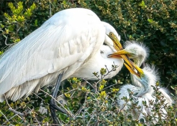 the most terrifying creatures that appear just after birth 95743