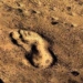 the oldest scar of humans 2474