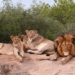 the predator is king of the engines why lions are rare when eating meat when burning through africa 135400