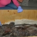 the secret behind the mummies of ancient egypt is 135927