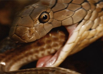 the secret of the rarest snake that can build and also the most mysterious snake among all snakes 135760