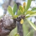 the strange phenomenon in a rare and unique species of tree in vietnam 121301