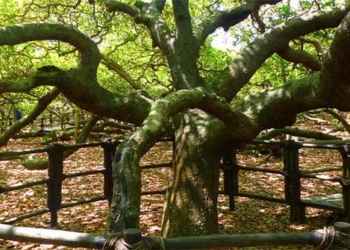 the strangest larger than life peach tree in the world twice the size of a soccer field 111321