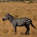 the truth about black and white striped horses 55458