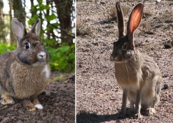 the types of animals you may confuse with each other