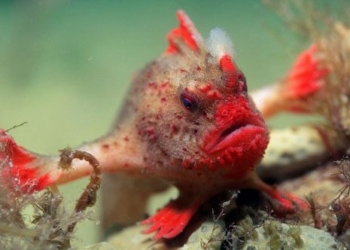 the worlds rarest fish is facing extinction with its unique hand 135774