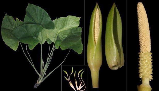 Côn Đảo's Homalomena perplexa is a newly described medicinal plant.