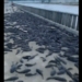 thousands of fish die in the streets due to heavy rain 135829