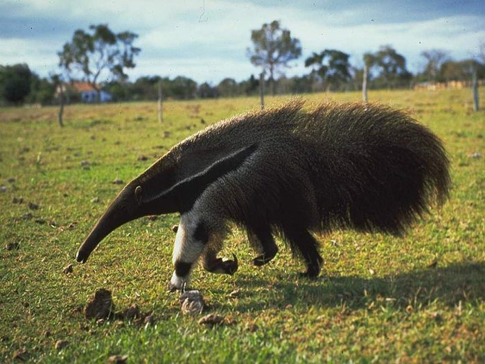 The anteater sleeps 15 hours a day.