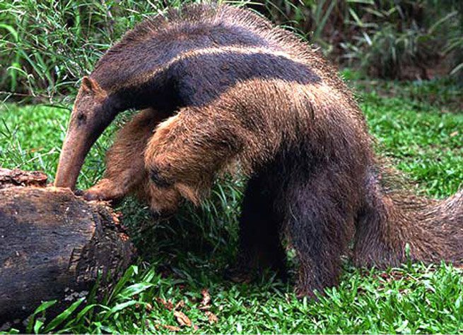 The anteater captures ants and termites through small holes at the top of the ant mound.